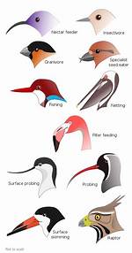 Do Beaks Help Birds?
