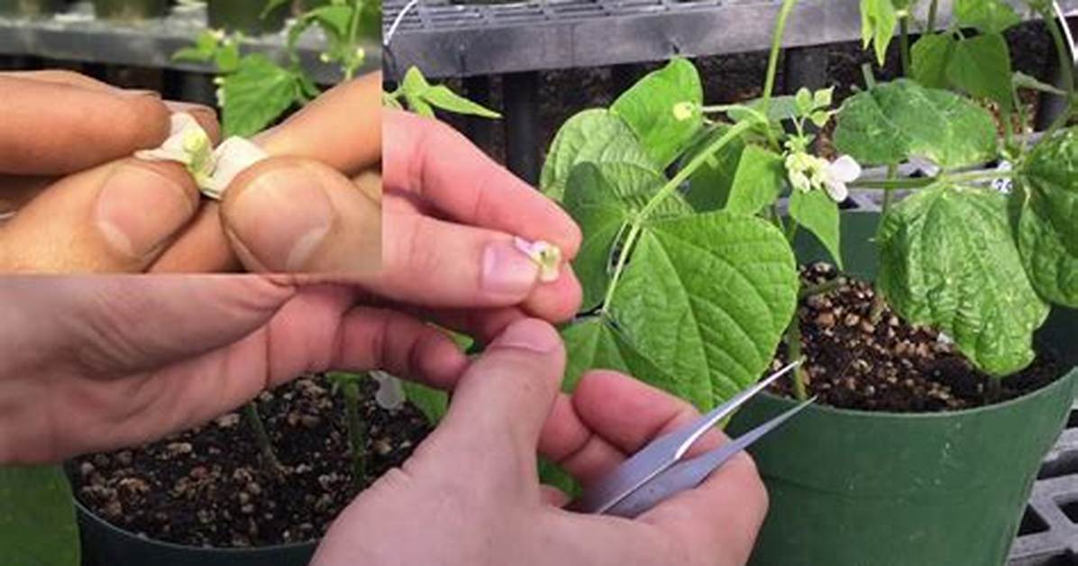 Do Beans Cross Pollinate?