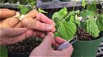 Do Beans Cross Pollinate?