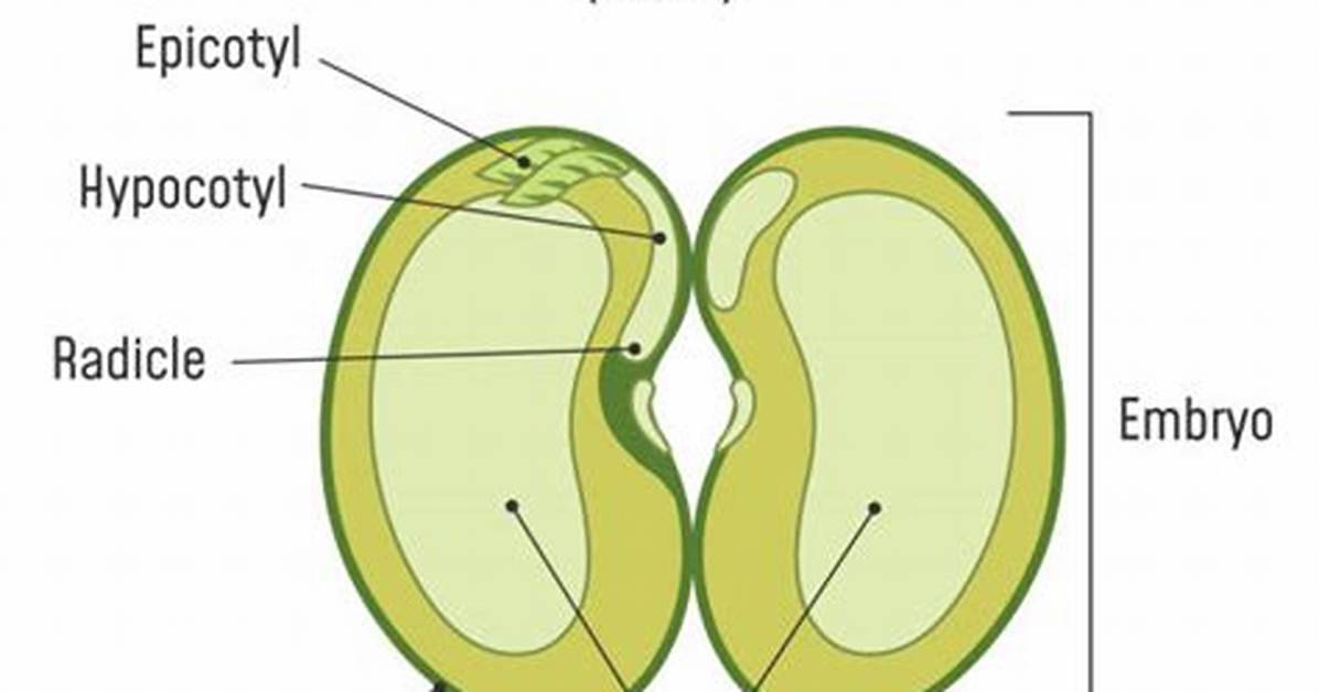 Do Beans Have Endosperm