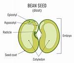 Do Beans Have Endosperm