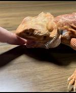 Do Bearded Dragons Bite?