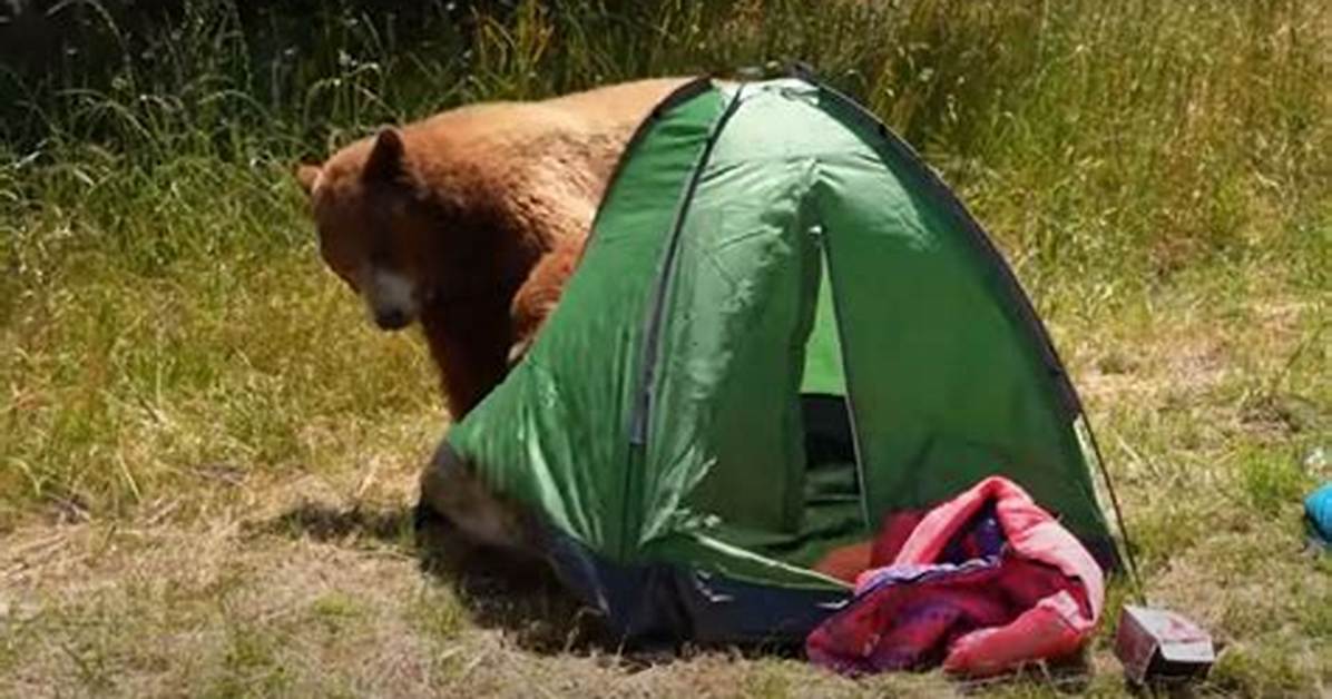 Do Bears Attack Tents?