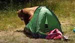 Do Bears Attack Tents?