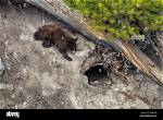 Do Bears Den in Trees?