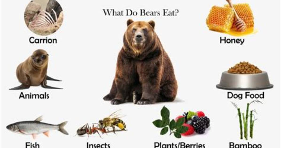 Do Bears Eat Soybeans?