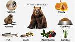 Do Bears Eat Soybeans?