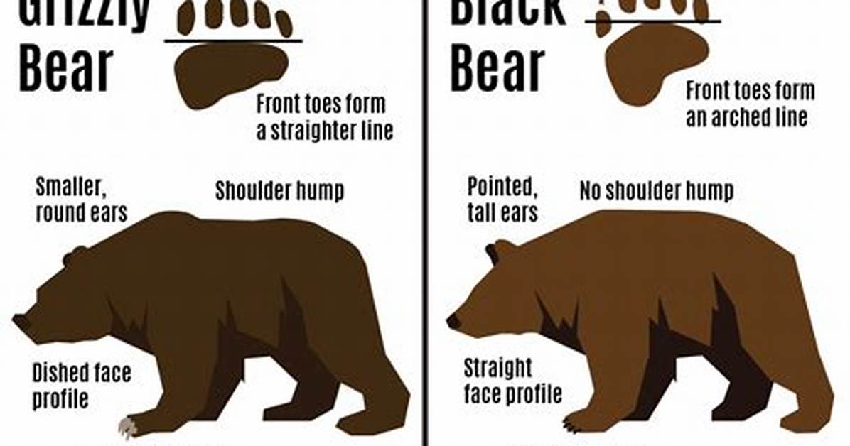 Do Bears Have Gallbladders