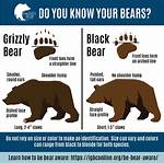 Do Bears Have Gallbladders