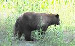 Do Bears Have Tails?