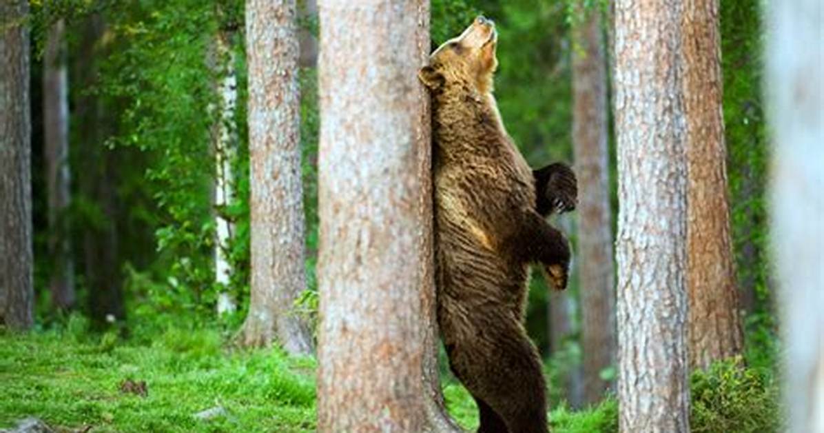 Do Bears Push Down Trees?
