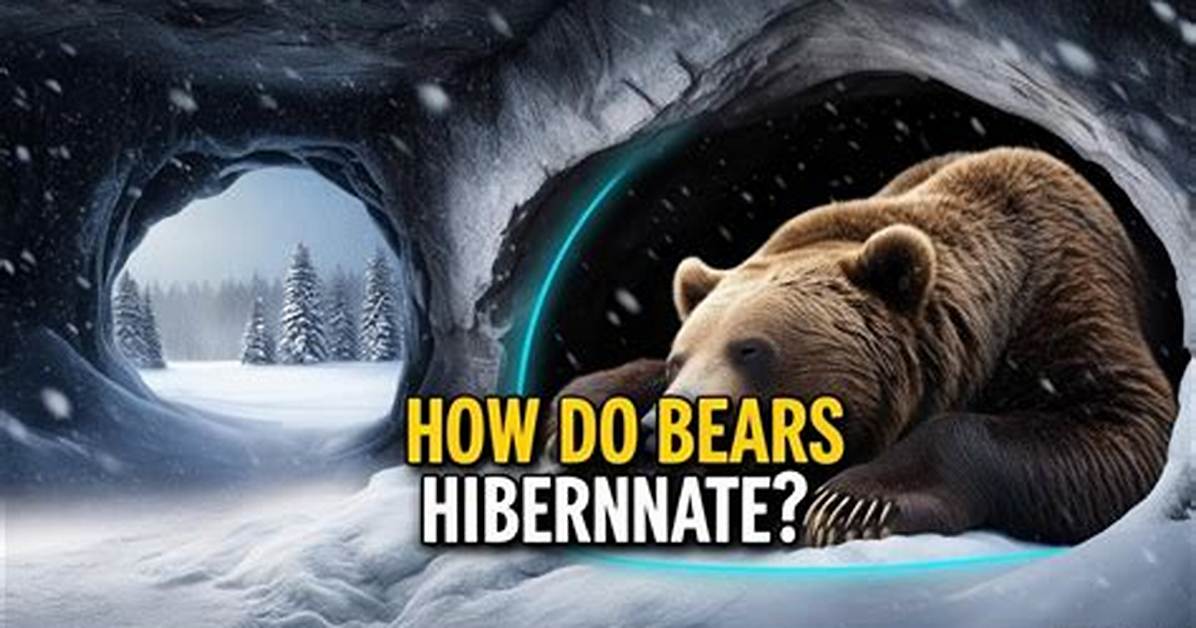 Do Bears Technically Hibernate?