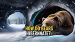 Do Bears Technically Hibernate?