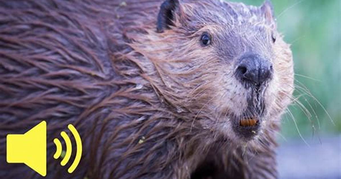 Do Beaver Make Noise?