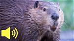 Do Beaver Make Noise?