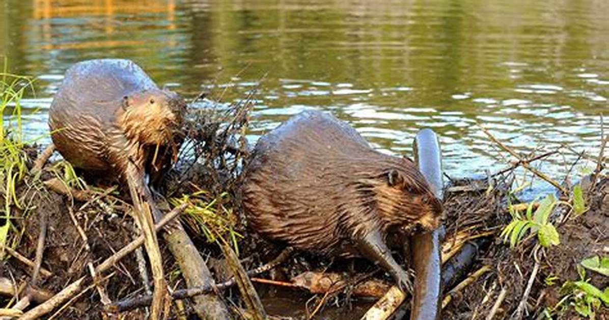 Do Beavers Build Dams?