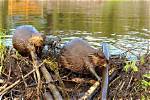 Do Beavers Build Dams?