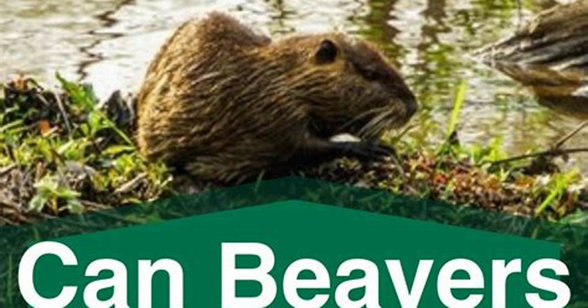 Do Beavers Climb Trees?