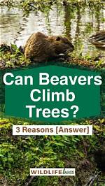 Do Beavers Climb Trees?