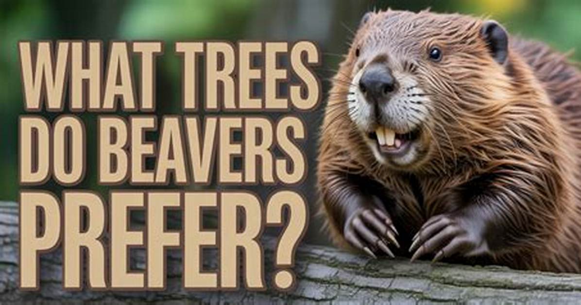 Do Beavers Destroy Trees