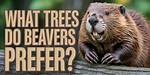 Do Beavers Destroy Trees