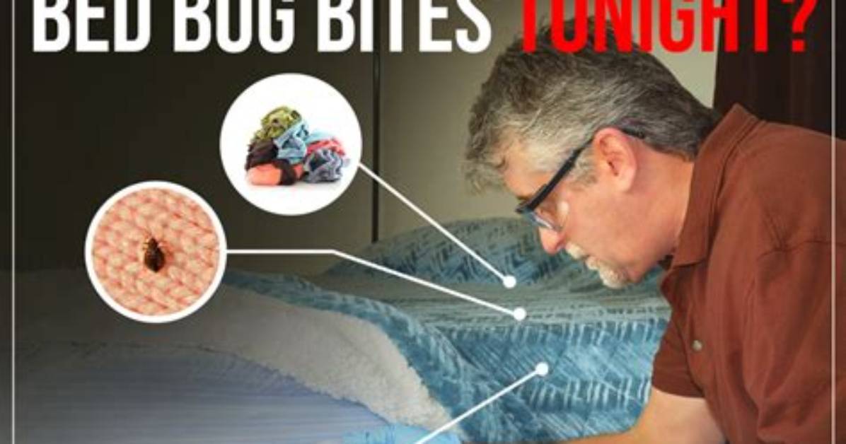 Do Bed Bug Blockers Work