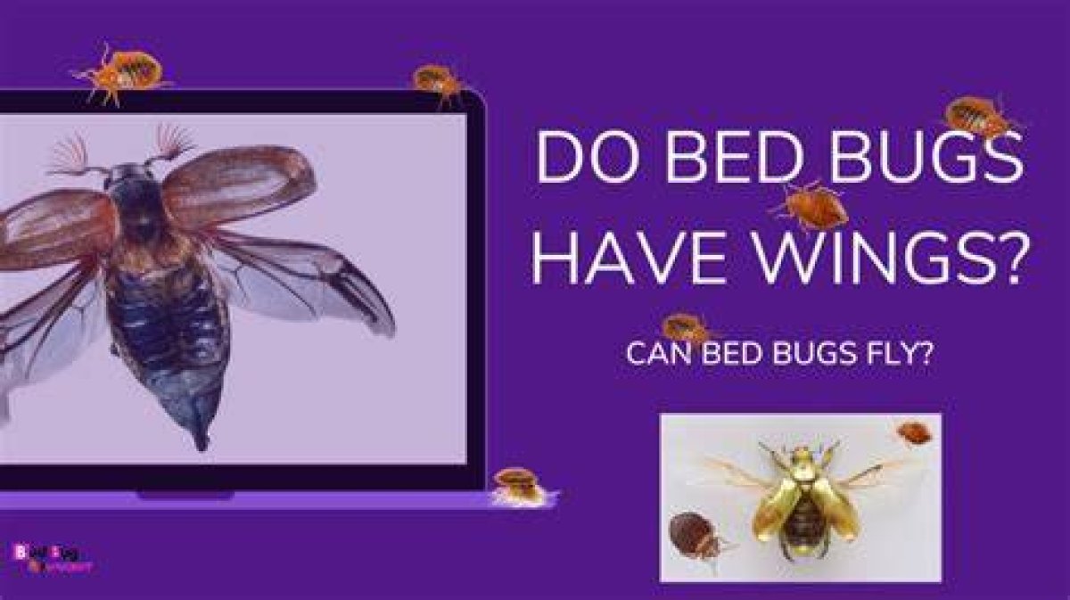 Do Bed Bugs Ever Have Wings?