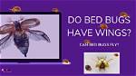 Do Bed Bugs Ever Have Wings?