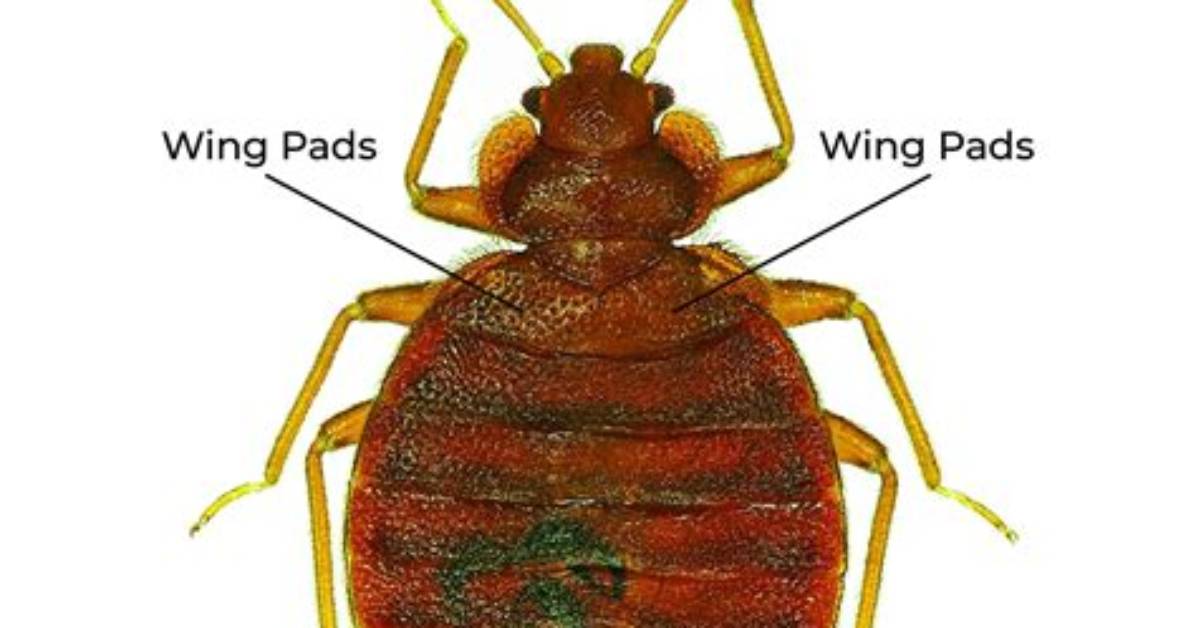 Do Bed Bugs Have Wings