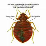 Do Bed Bugs Have Wings