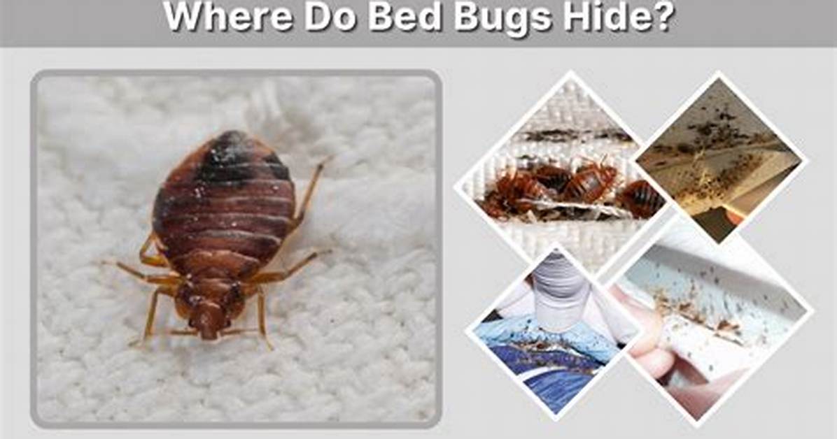 Do Bed Bugs Hide from Light