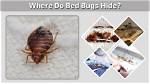 Do Bed Bugs Hide from Light