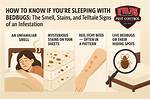 Do Bed Bugs Know When Your Sleeping?