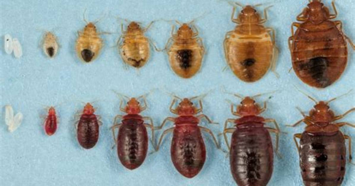 Do Bed Bugs Originate?