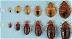 Do Bed Bugs Originate?