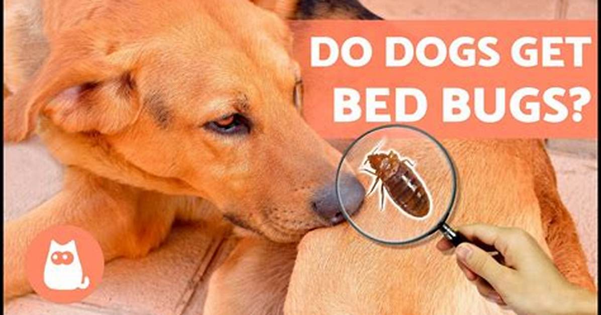 Do Bedbugs Bite Dogs?