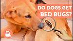 Do Bedbugs Bite Dogs?