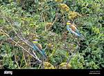 Do Bee Eaters Migrate?