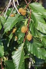 Do Beech Trees Have Berries