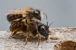 Do Bees Have Horns