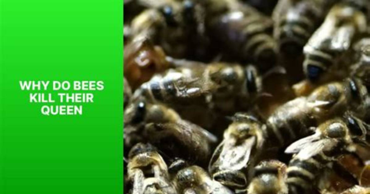 Do Bees Kill Bees
