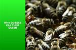 Do Bees Kill Bees