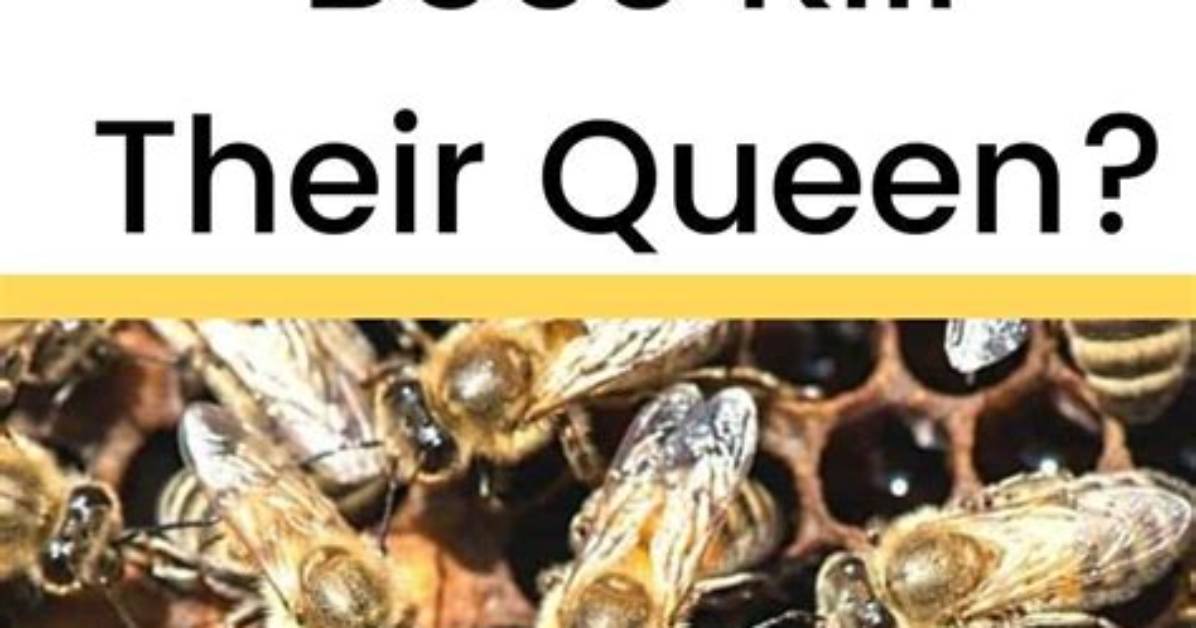 Do Bees Kill the Queen