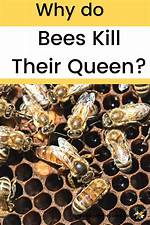 Do Bees Kill the Queen