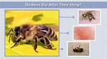 Do Bees Know Royalty