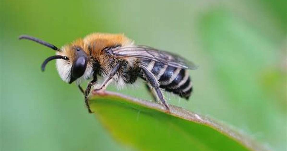 Do Bees Like Azalea?