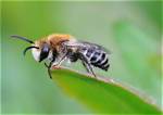 Do Bees Like Azalea?