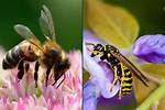 Do Bees Like Cistus?