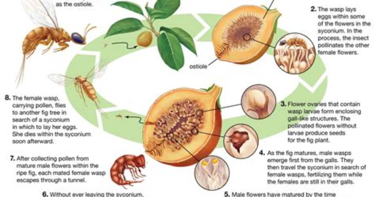 Do Bees Like Fig Trees