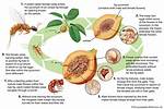 Do Bees Like Fig Trees